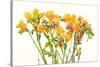 Freesia II-Tim O'toole-Stretched Canvas