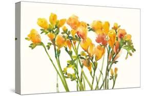 Freesia II-Tim O'toole-Stretched Canvas