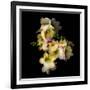 Freesia in Yellow and Pink-Magda Indigo-Framed Photographic Print