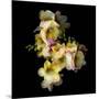 Freesia in Yellow and Pink-Magda Indigo-Mounted Photographic Print