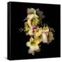 Freesia in Yellow and Pink-Magda Indigo-Framed Stretched Canvas