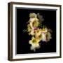 Freesia in Yellow and Pink-Magda Indigo-Framed Photographic Print