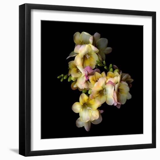 Freesia in Yellow and Pink-Magda Indigo-Framed Photographic Print