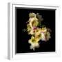 Freesia in Yellow and Pink-Magda Indigo-Framed Photographic Print