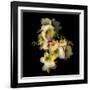 Freesia in Yellow and Pink-Magda Indigo-Framed Photographic Print