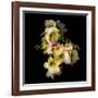 Freesia in Yellow and Pink-Magda Indigo-Framed Photographic Print