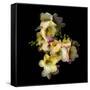 Freesia in Yellow and Pink-Magda Indigo-Framed Stretched Canvas