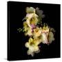 Freesia in Yellow and Pink-Magda Indigo-Stretched Canvas