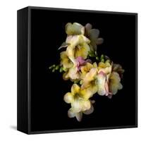 Freesia in Yellow and Pink-Magda Indigo-Framed Stretched Canvas