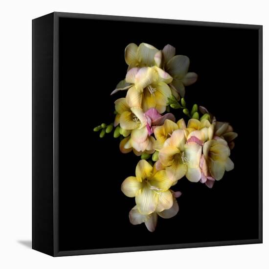 Freesia in Yellow and Pink-Magda Indigo-Framed Stretched Canvas