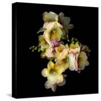 Freesia in Yellow and Pink-Magda Indigo-Stretched Canvas