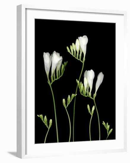 Freesia on Black Background-Anna Miller-Framed Photographic Print