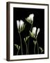 Freesia on Black Background-Anna Miller-Framed Photographic Print