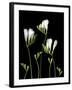 Freesia on Black Background-Anna Miller-Framed Photographic Print