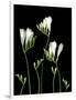 Freesia on Black Background-Anna Miller-Framed Photographic Print