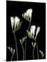 Freesia on Black Background-Anna Miller-Mounted Photographic Print