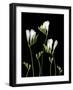 Freesia on Black Background-Anna Miller-Framed Photographic Print