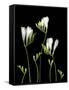 Freesia on Black Background-Anna Miller-Framed Stretched Canvas