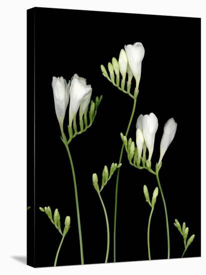 Freesia on Black Background-Anna Miller-Stretched Canvas