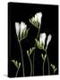 Freesia on Black Background-Anna Miller-Stretched Canvas