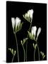 Freesia on Black Background-Anna Miller-Stretched Canvas