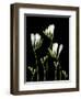 Freesia on Black Background-Anna Miller-Framed Photographic Print