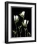 Freesia on Black Background-Anna Miller-Framed Photographic Print