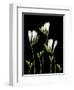 Freesia on Black Background-Anna Miller-Framed Photographic Print