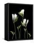 Freesia on Black Background-Anna Miller-Framed Stretched Canvas