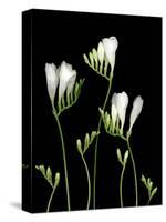 Freesia on Black Background-Anna Miller-Stretched Canvas