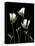 Freesia on Black Background-Anna Miller-Stretched Canvas