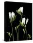 Freesia on Black Background-Anna Miller-Stretched Canvas