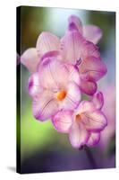 Freesia Sp-Maria Mosolova-Stretched Canvas