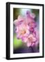 Freesia Sp-Maria Mosolova-Framed Photographic Print