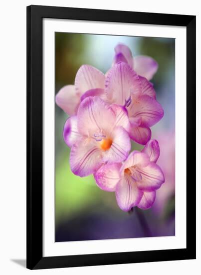 Freesia Sp-Maria Mosolova-Framed Photographic Print