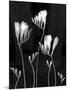 Freesia-Anna Miller-Mounted Photographic Print