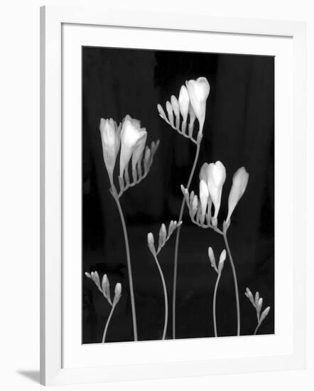 Freesia-Anna Miller-Framed Photographic Print