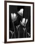 Freesia-Anna Miller-Framed Photographic Print