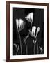 Freesia-Anna Miller-Framed Photographic Print