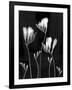 Freesia-Anna Miller-Framed Photographic Print