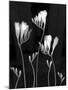 Freesia-Anna Miller-Mounted Photographic Print