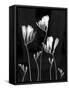 Freesia-Anna Miller-Framed Stretched Canvas