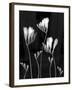 Freesia-Anna Miller-Framed Premium Photographic Print