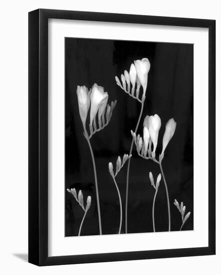 Freesia-Anna Miller-Framed Photographic Print