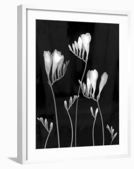 Freesia-Anna Miller-Framed Photographic Print