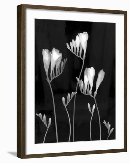 Freesia-Anna Miller-Framed Photographic Print