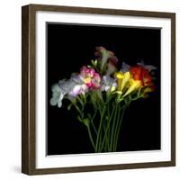 freesia-Magda Indigo-Framed Photographic Print