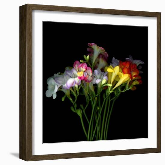 freesia-Magda Indigo-Framed Photographic Print