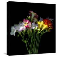 freesia-Magda Indigo-Stretched Canvas