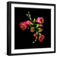 freesia-Magda Indigo-Framed Photographic Print